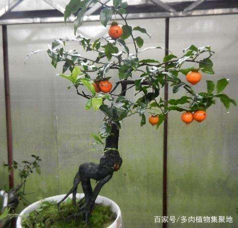 金弹子盆景开花与结果的方法