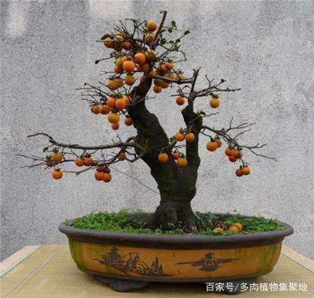 金弹子盆景开花与结果的方法