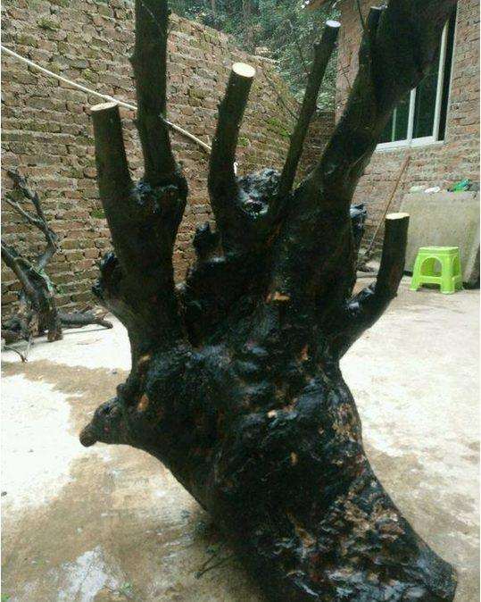 挖金弹子下山桩需要哪些工具