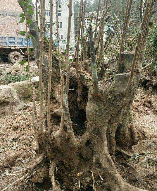 挖金弹子下山桩需要哪些工具