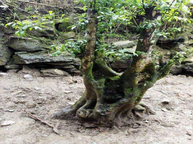 采挖下山桩