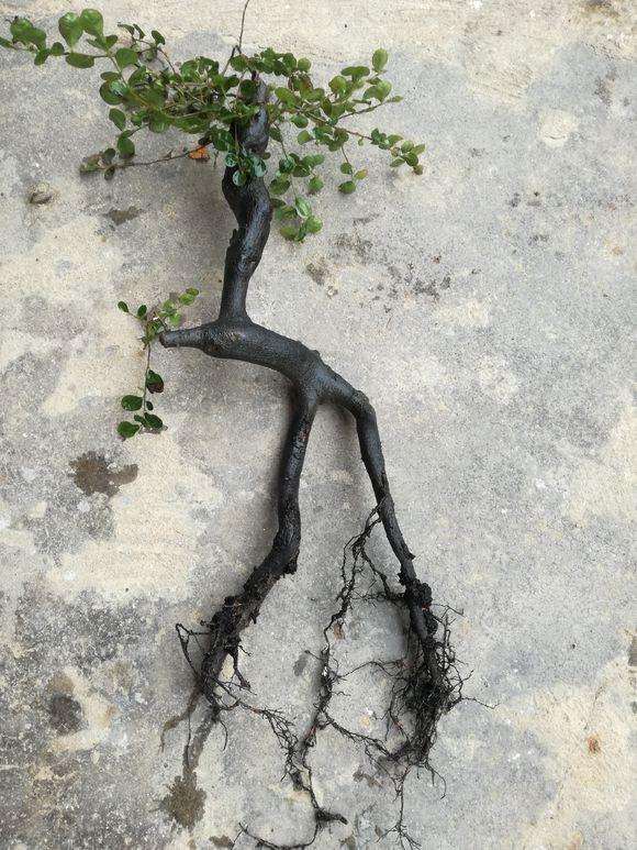 金弹子下山桩养护3年 枝条生长十分缓慢