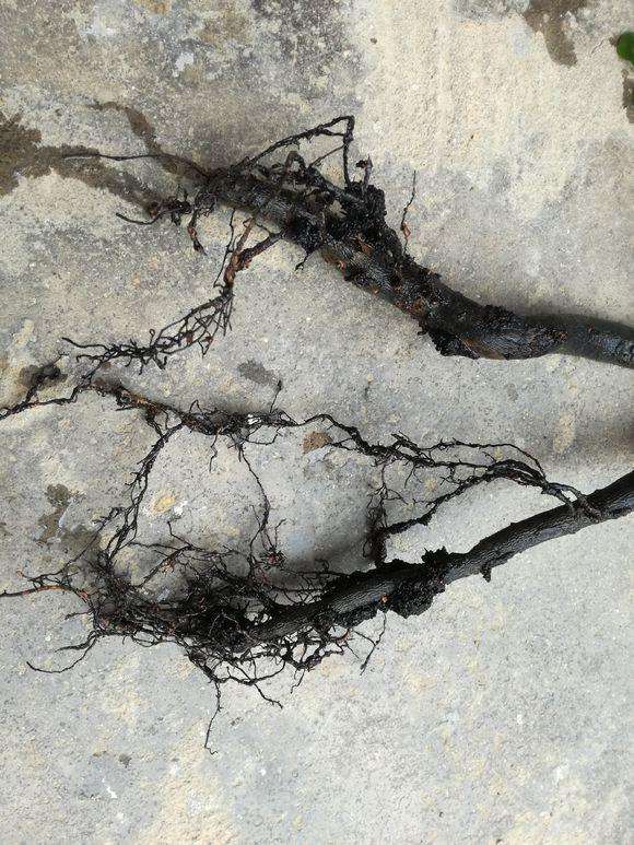 金弹子下山桩养护3年 枝条生长十分缓慢