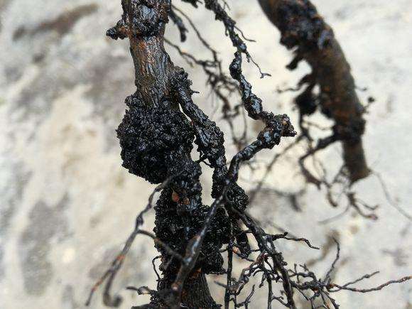 金弹子下山桩养护3年 枝条生长十分缓慢