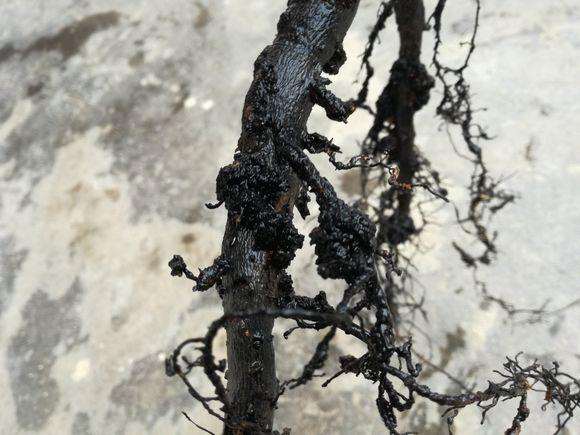 金弹子下山桩养护3年 枝条生长十分缓慢