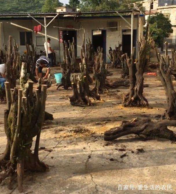 看他们靠挖金弹子下山桩