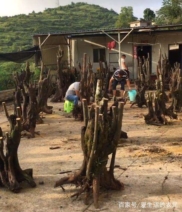 看他们靠挖金弹子下山桩