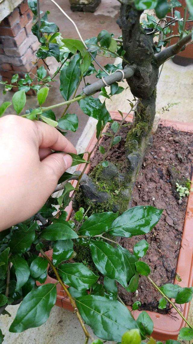 带盆埋土里面的金弹子下山桩出盆了