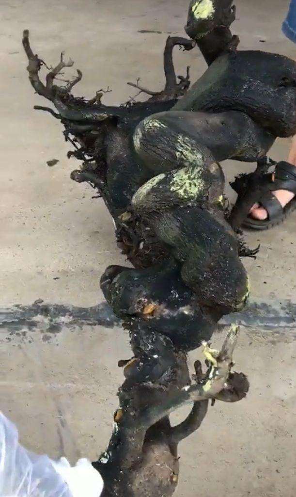 金弹子下山桩