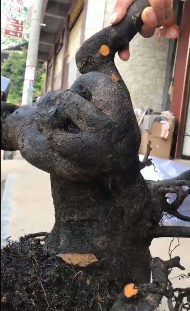 要养活金弹子下山桩