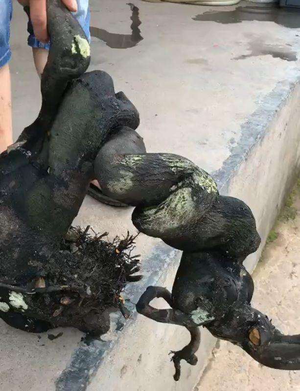 金弹子下山桩