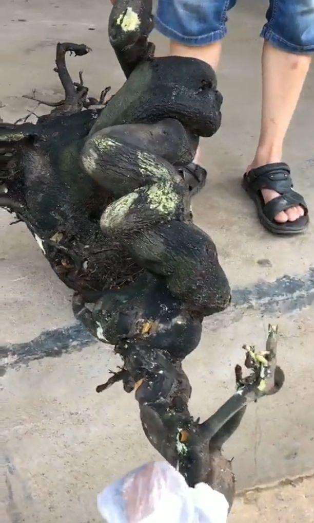 金弹子下山桩