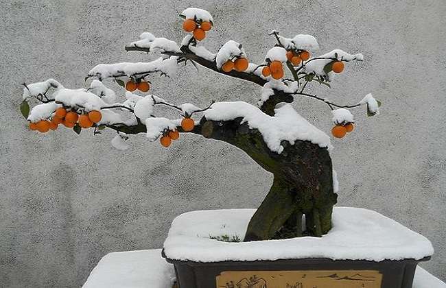 雄性金弹子盆景可以通过嫁接的方式来结果