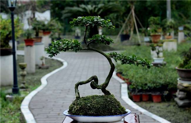 金弹子盆景的浇水与施肥技巧