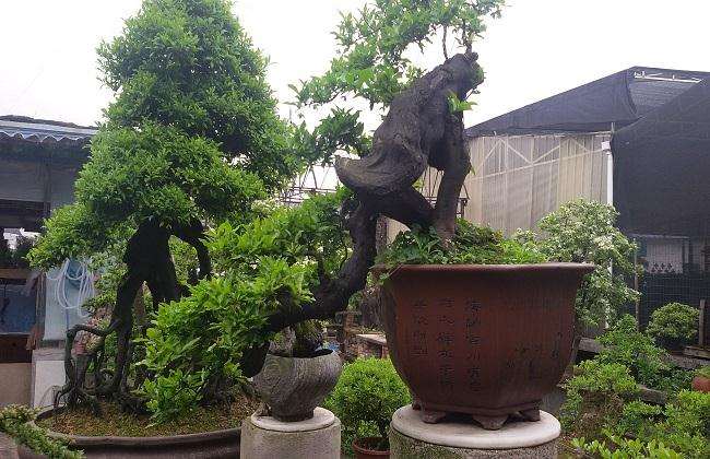 如何培育树桩盆景的桩胚 有3个注意事项