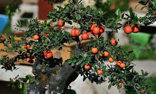 在春季修剪金弹子盆景可以促进其萌生新芽