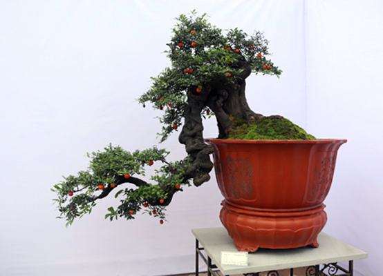 养殖金弹子盆景