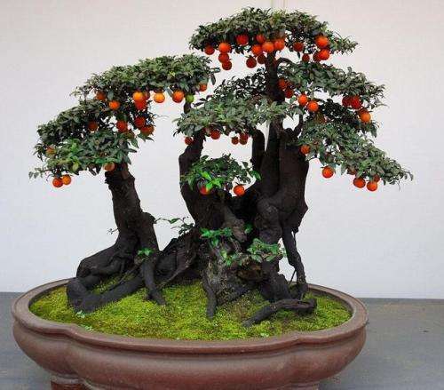 养殖金弹子盆景