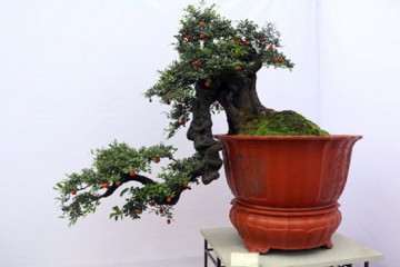 金弹子盆景怎么喷水养殖 用这7个步骤