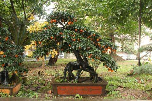 金弹子盆景具体修剪的5个步骤方法