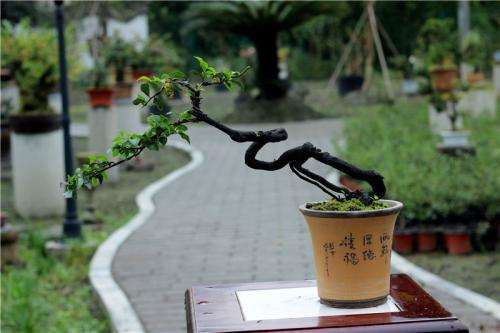 金弹子盆景什么时候移栽最好