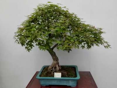 五角枫盆景芽苗的移栽技巧