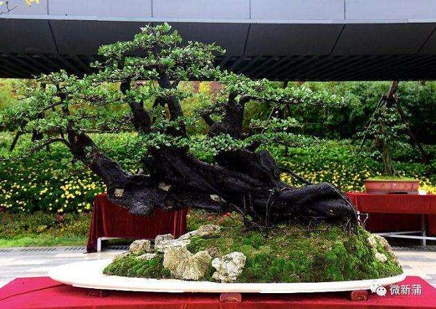 金弹子盆景挂果养护的4个步骤