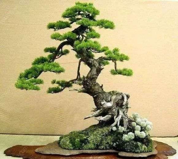 盆景倒盆时用什么药成活率高