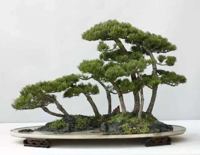 山东淄博赏石盆景精品展