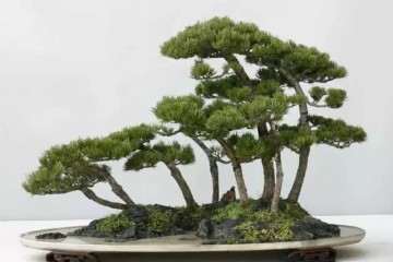 2019年 山东淄博赏石盆景精品展