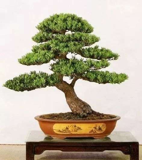 珠三角盆景创新博览会方案