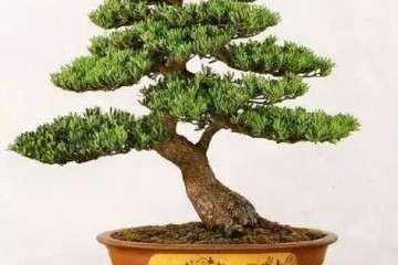 2019年 珠三角盆景创新博览会方案