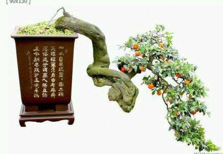 金弹子盆景的5个制作步骤