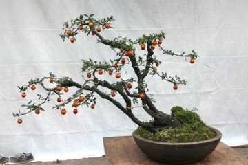 这4个施肥法会导致金弹子盆景的叶子发黑