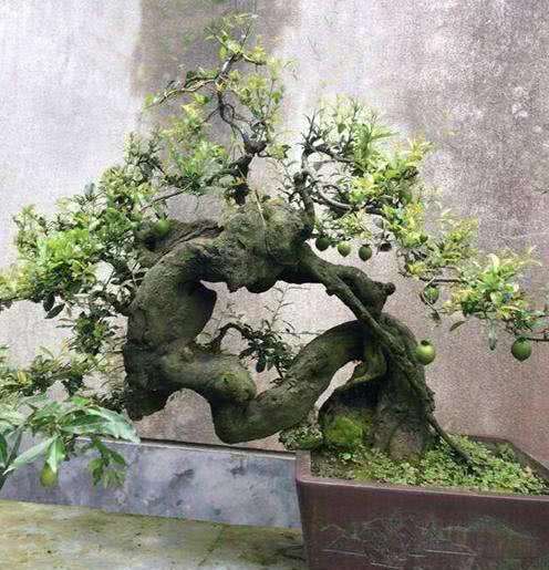 金弹子盆景在秋天施肥有促进花芽分化的作用