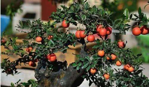 金弹子盆景在秋天施肥 有促进花芽分化的作用