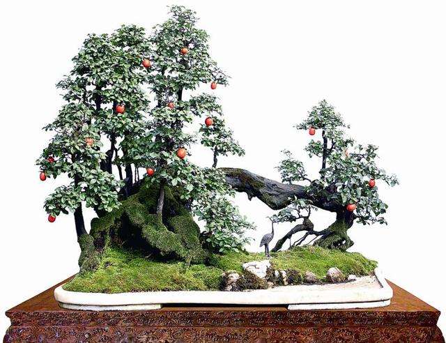 永川举行首届中国金弹子盆景全国邀请展