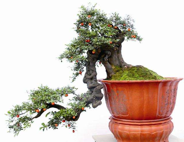 永川金弹子盆景 预估总价值在10亿元以上