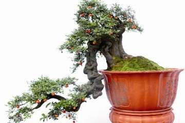 永川金弹子老桩盆景 总价值在10亿元以上