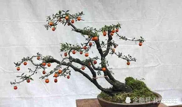 如何快速区分金弹子盆景的公母