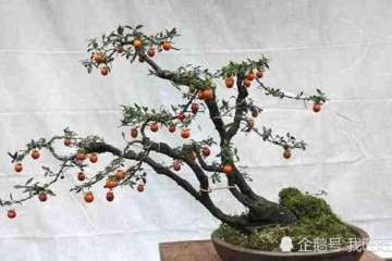 如何快速区分金弹子盆景的公母？