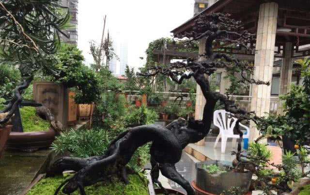 金弹子盆景的3种结果修剪的方法