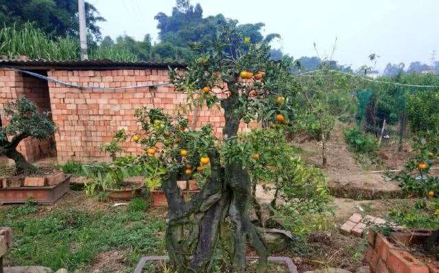 金弹子盆景的3个管理技巧