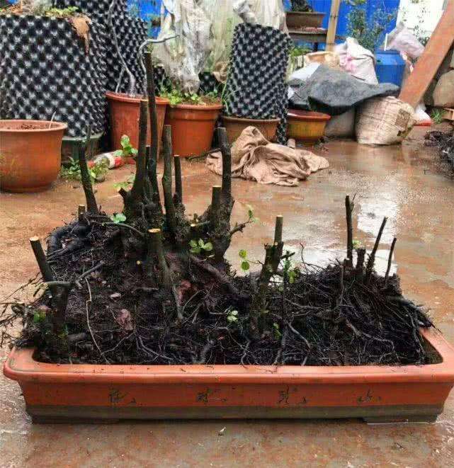 4棵金弹子盆景被人偷走