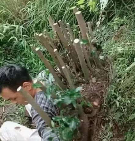 金弹子下山桩 价格卖了3800