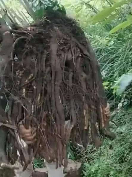 金弹子下山桩 价格卖了3800