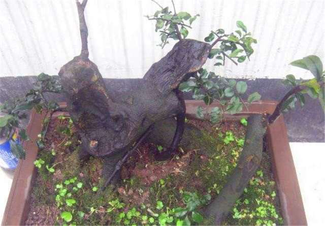 金弹子盆景的4个嫁接技巧