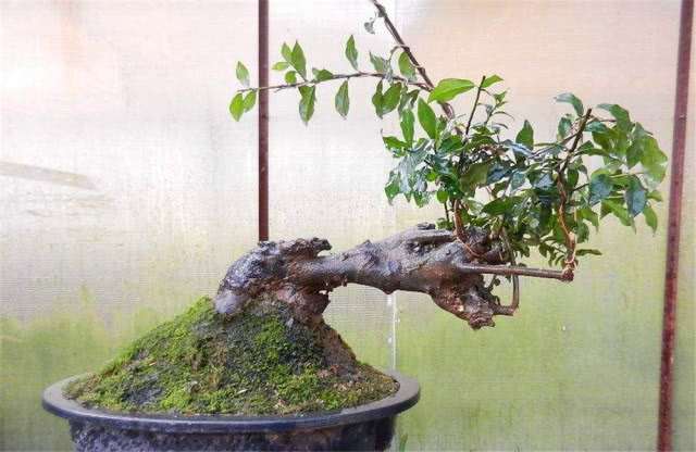 金弹子盆景的4个嫁接技巧