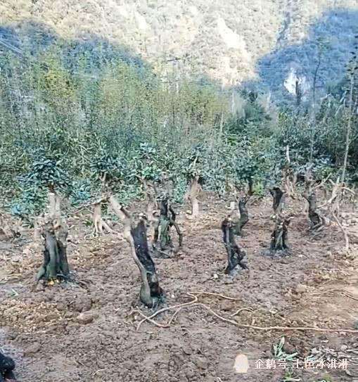 下山桩致富 他靠种植金弹子下山桩 年入10万