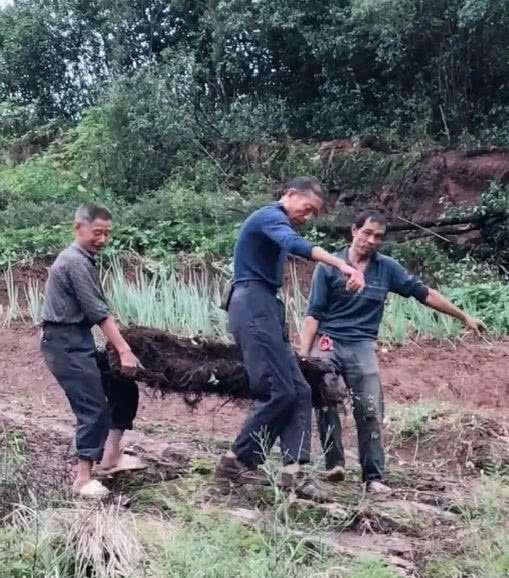 大叔山上挖到一棵碳化丛林金弹子下山桩